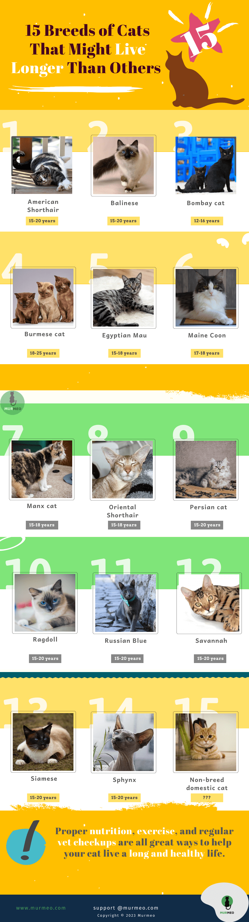 Top 15 Breeds of Cats That Live Longer Than Others - Infographics