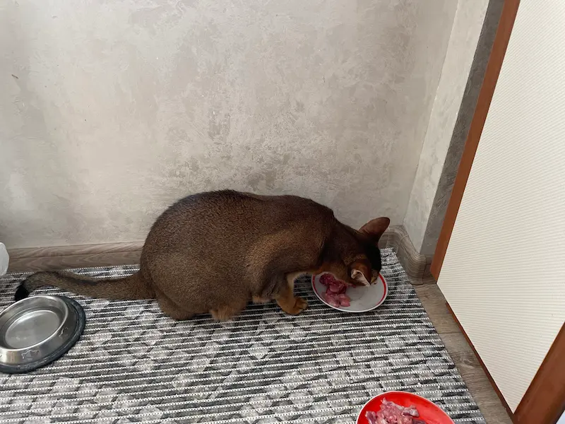 Абіссинська кішка їсть натуральне харчування