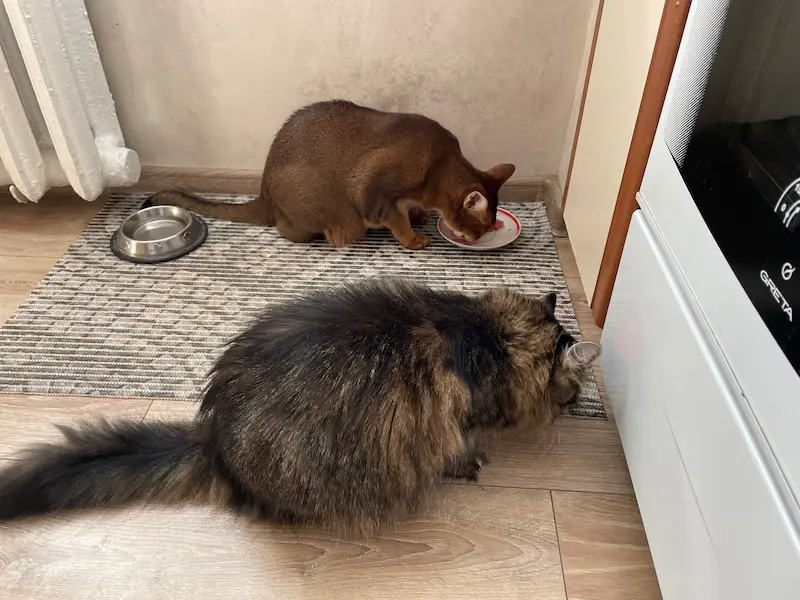 Две кошки едят еду