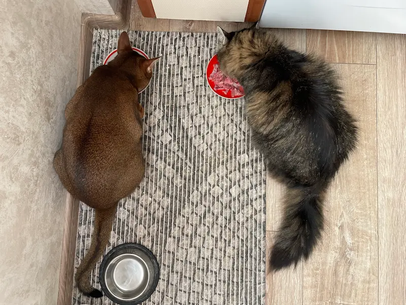 Абіссинська кішка і домашня їдять м'ясо