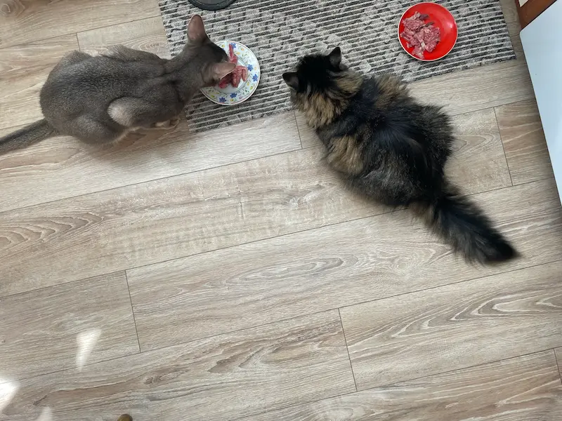 Блакитний абіссинський кіт і домашня сибірська кішка їдять м'ясо