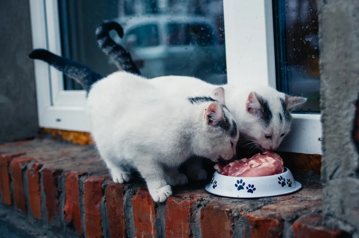 Дві чорно білі кішки їдять м'ясо з однієї тарілки