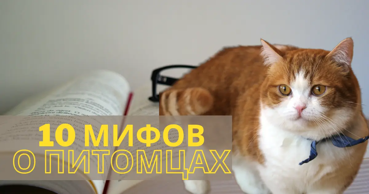 10 мифов о здоровье домашних питомцев