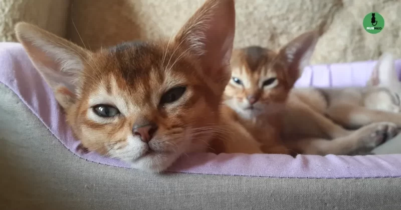 Як Розвиваються Абісинські Кошенята – Від Народження до Дорослішання (з Фото)