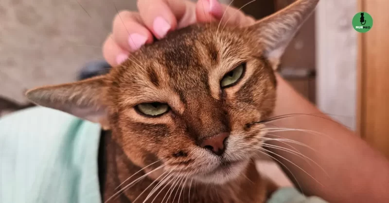 Абісиньска киця сумна