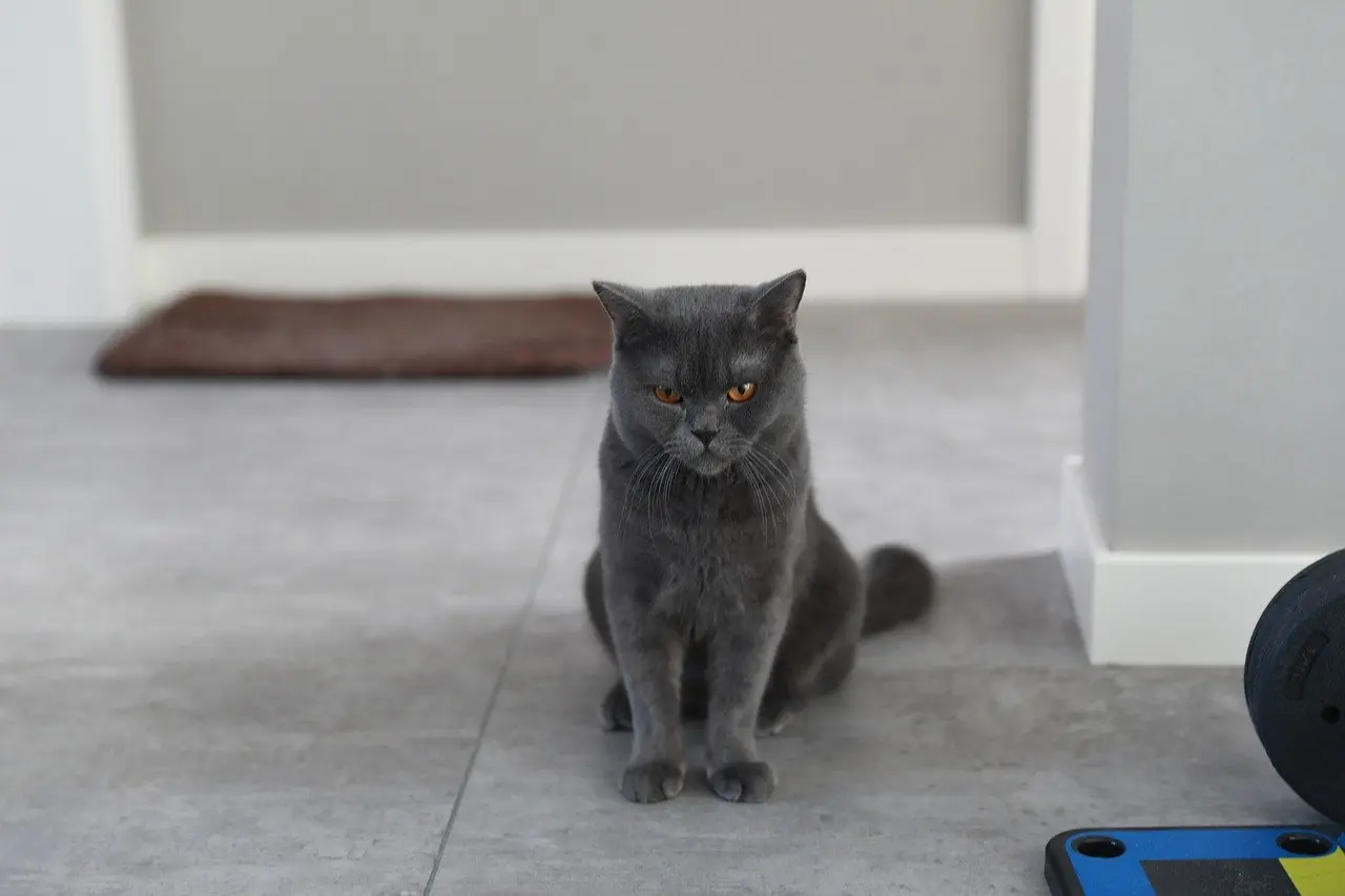 Сумний кіт блакитного окраса