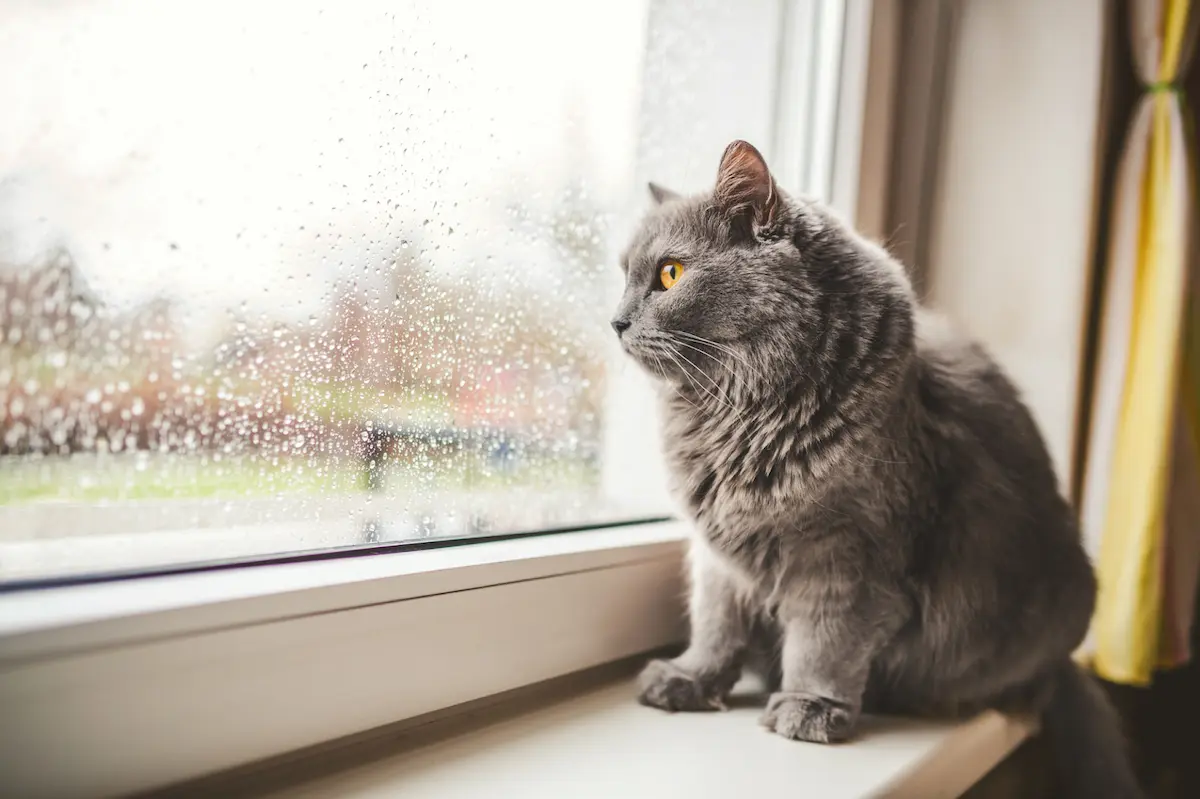 Самотній кіт дивиться у вікно