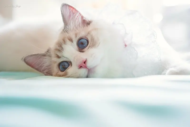 Кошеня породи регдол, яке погано переносить самотність