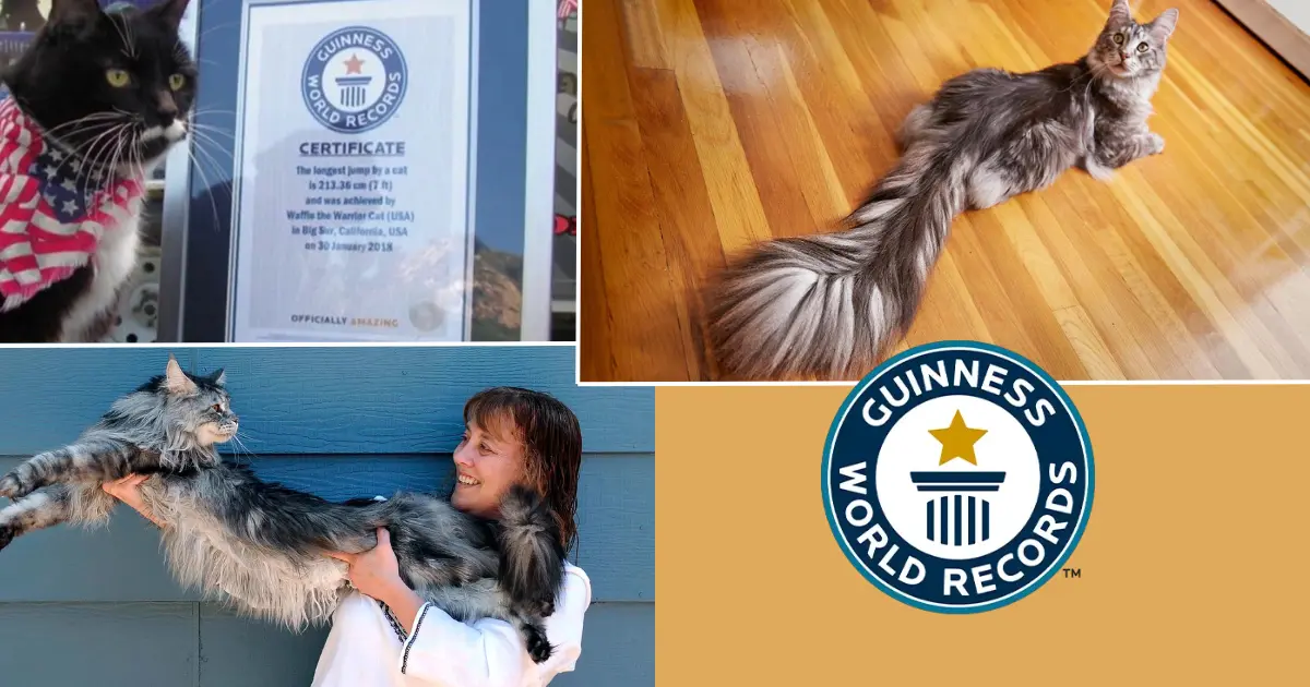 ТОП 15 удивительных фактов книги рекордов Гиннесса о физических успехах и прочих достижениях кошек