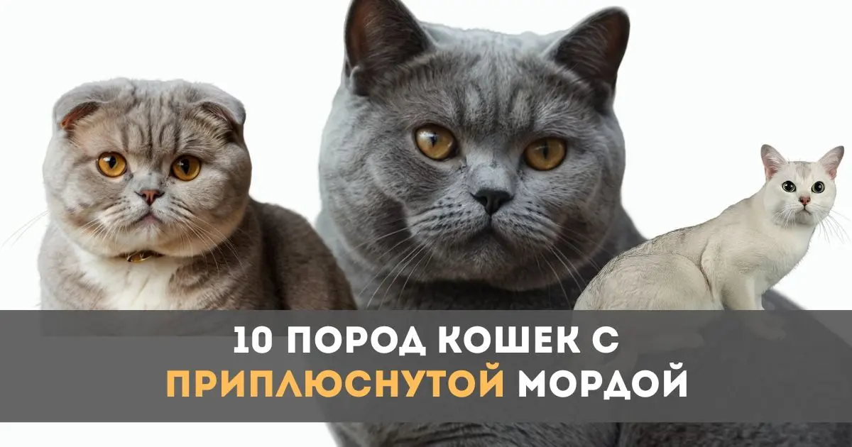 10 Пород Кошек с Приплюснутой Мордой
