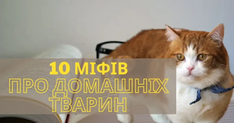 10 Міфів про Здоров'я Домашніх Тварин, які Варто Розвіяти